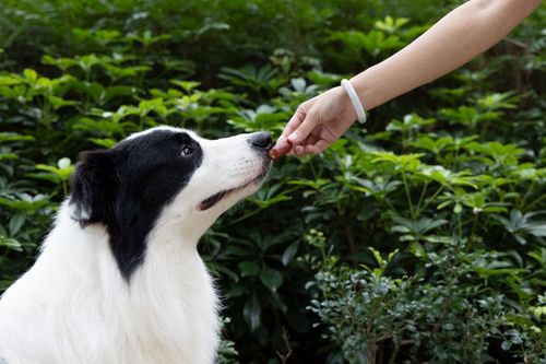 Kielbaski z kurczaka dla psa - przysmak naturalny 500g SNAPPY na Arena.pl