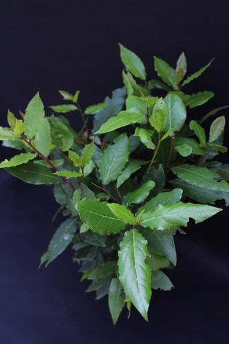 Liść LAUROWY OLBRZYM GĘSTY DUŻY Laur Wawrzyn na Arena.pl