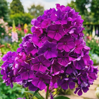 Floks wiechowaty 'Nicky' (Phlox paniculata) Płomyk Fioletowy Doniczka