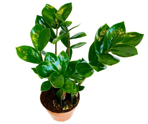 ZAMIOKULKAS (ZAMIOCULCAS) 30cm na Arena.pl