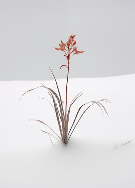 Plakat 50x70cm Subtelność Natury zdjęcie 1