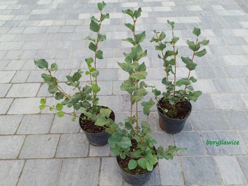 Lilak Meyera PALIBIN (Syringa) w doniczkach C2, wysokość 50-70 cm na Arena.pl