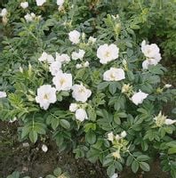 C2 RÓŻA POMARSZCZONA BIAŁA ROSA RUGOSA ALBA MIODODAJNA JADALNA