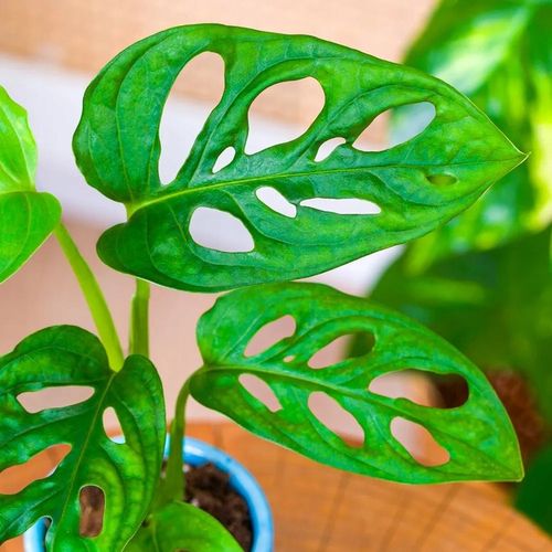 Monstera Dziurawa Adansonii JAK SZWAJCARSKI SER Monster Duże Liście na Arena.pl