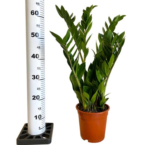 ZAMIOKULKAS (ZAMIOCULCAS) 60cm na Arena.pl