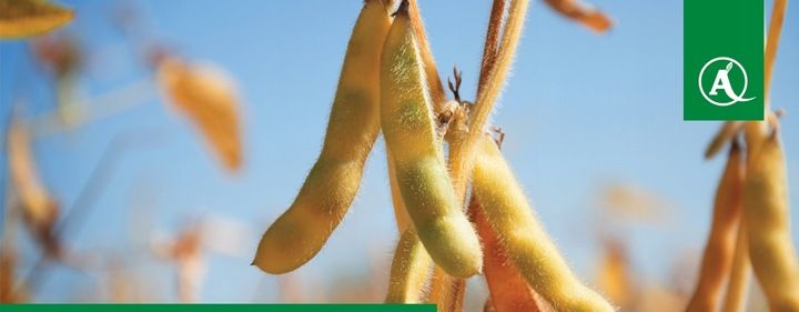 FUSILADE FORTE 150EC 1L CHWASTNICA PERZ MIOTŁA ŚRODEK CHWASTOBÓJCZY CHWASTY zdjęcie 13