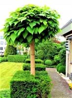 CATALPA KATALPA NA PNIU Kulista SZCZEPIONA NANA 190 CM