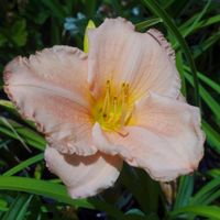 Liliowiec 'Lullaby Baby' Pastelowy Różowy (Hemerocallis) Doniczka 2.0L