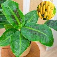 Musa acuminata Bananowiec - EGZOTYCZNY BANAN W DOMU - Duże Liście