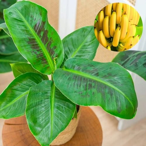 Musa acuminata Bananowiec - EGZOTYCZNY BANAN W DOMU - Duże Liście na Arena.pl