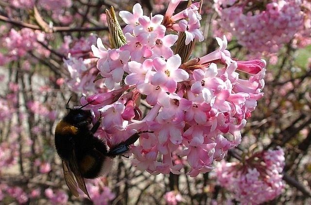 Kalina Dawn kwitnąca zimą zwiastun wiosny P9 zdjęcie 4