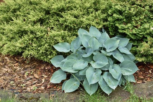Funkia Hosta 'Blue Moon' W DONICZCE 2.0L Niebieskie liście na Arena.pl