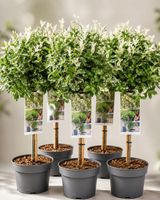 Trzmielina Fortune'a HARLEQUIN na pniu | Euonymus fortunei |roślina ozdobna