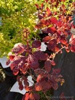 Perukowiec Velvet Cloak o wspaniałych perukach