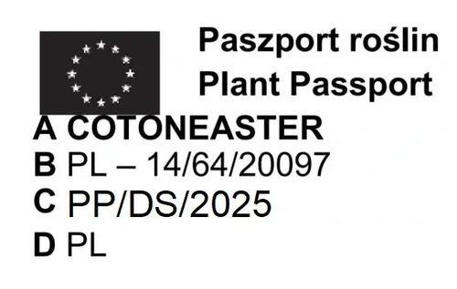 IRGA żywopłot - sadzonki 80 / 120 cm na Arena.pl