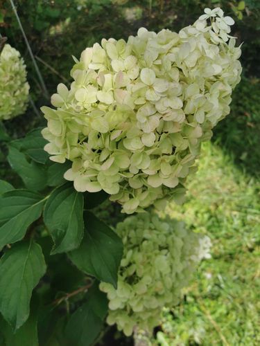 Hortensja bukietowa 'Magical Moonlight' (Hydrangea paniculata) 2.0L na Arena.pl