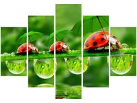 105CM 150CM OBRAZ 5 ELEM BIEDRONECZKI DRUK