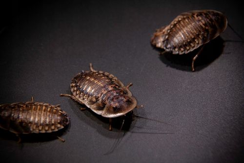 Karaczany argentyńskie dubia (2- 3cm) 50szt na Arena.pl