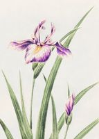Plakat 50x70cm Hana–Strobel, Morikaga Japoński Vintage