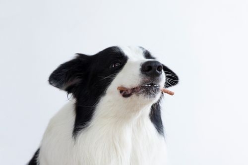 Pałeczki wołowe dla psa - przysmak z wołowiną i ryżem 500g SNAPPY na Arena.pl