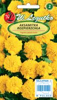 Nasiona Aksamitka rozpierzchła żółta, 1g
