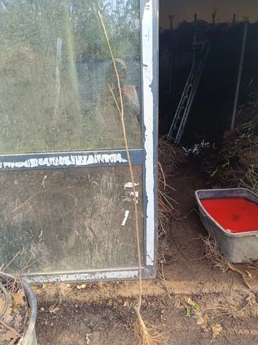 JABŁOŃ GRUSZA CZEREŚNIA WIŚNIA BRZOSKWINIA MORELA KOLUMNOWE PAKIET 6 na Arena.pl