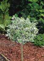 TRZMIELINA na pniu zielono-kremowa - sadzonki 100 / 120 cm