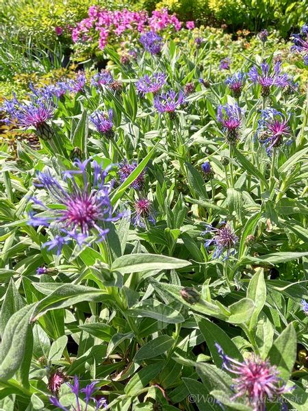 Chaber górski bylina doskonała do ogródu skalnego zdjęcie 4