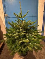 Jodła Kaukaska ECO Choinka Bożonarodzeniowa w Doniczce 100-125cm PREMIUM