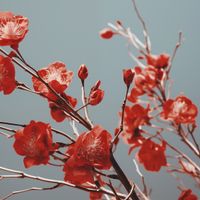 Plakat 50x50cm Szkarłatna Wiosna