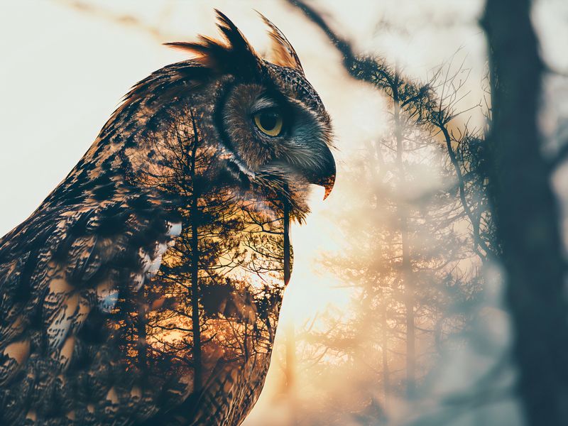 Plakat 40x30cm Sowi Duch zdjęcie 1