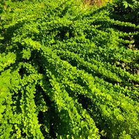 Berberys thunberga GREEN CARPET Okrywowy Niski Na skarpy Sadzonki P9