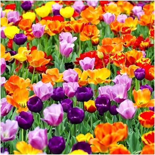 TULIPAN MIX MIESZANKA KOLORÓW cebulki 100 szt. + PREZENT na Arena.pl