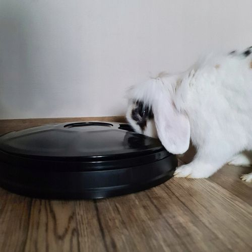 Dozownik Podajnik Karmy Automat dla Psa Kota Miska na Arena.pl