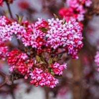 Kalina bodnantska 'Dawn' Różowa 80-110cm (Viburnum bodnantense) Poj. 3.0L
