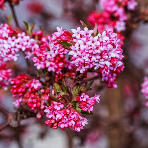 Kalina bodnantska 'Dawn' Różowa 80-110cm (Viburnum bodnantense) Poj. 3.0L na Arena.pl