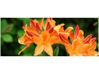 100X40CM AZALIA POMARAŃCZOWA OBRAZ DREWNO