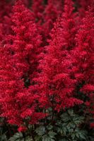 Tawułka Fanal Astilbe x arendsii czerwona bylina do półcienia