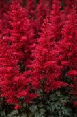 Tawułka Fanal Astilbe x arendsii czerwona bylina do półcienia