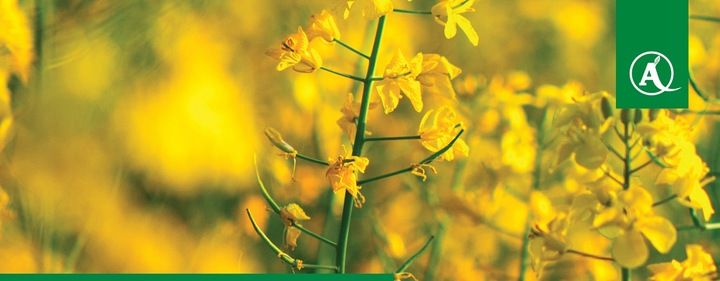 FUSILADE FORTE 150EC 1L CHWASTNICA PERZ MIOTŁA ŚRODEK CHWASTOBÓJCZY CHWASTY zdjęcie 3