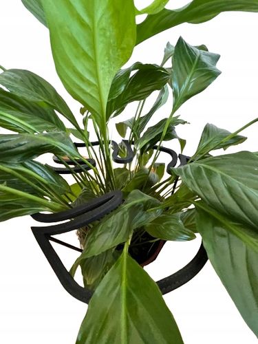 Podpórki do roślin kwiatów podpórka podpora obręcz RING MONSTERA M 33cm na Arena.pl