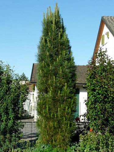 Sosna czarna Molette C5 na Arena.pl