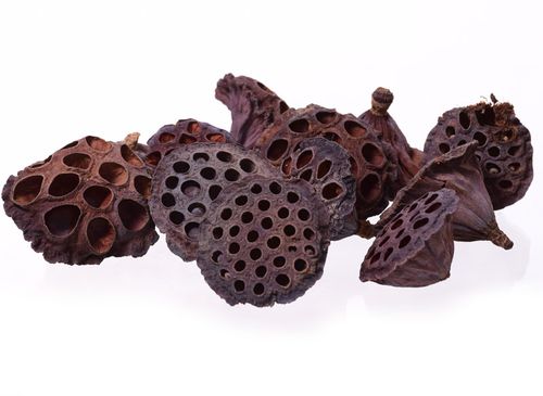 Lotos mały na Arena.pl