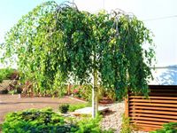 BRZOZA YOUNGII na pniu płacząca szczepiona - sadzonki 160 / 180 cm