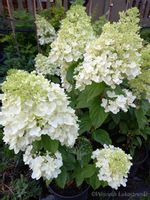 Hortensja Magical Moonlight duże śnieżne kwiaty