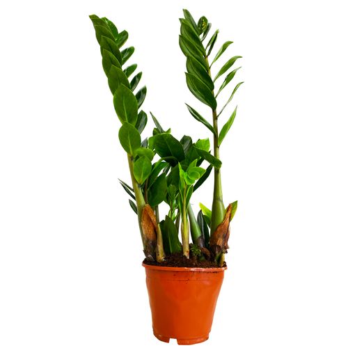 ZAMIOKULKAS (ZAMIOCULCAS) 50cm na Arena.pl