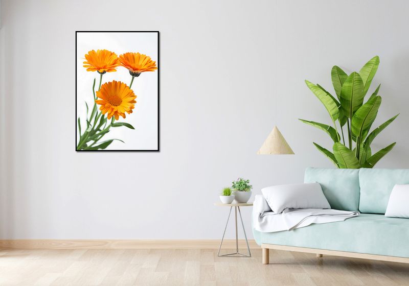 Plakat 68x98cm Słoneczne Kalendule zdjęcie 4