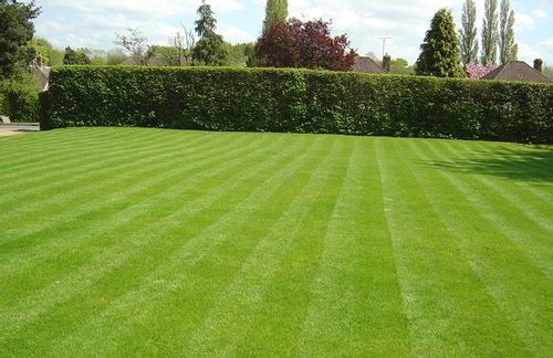 NAWÓZ TRAWNIK S 25kg DO TRAWY ZWARTA DARŃ WYBARWIAJĄCY + OSMOCOTE GRATIS na Arena.pl