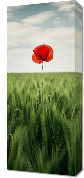 Obraz 30x70cm Samotny Mak na Polu zdjęcie 1