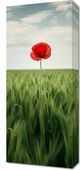 Obraz 30x70cm Samotny Mak na Polu